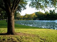 04998 Tree and water with lillypads 